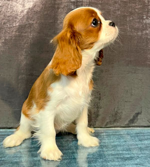 кавалер кинг чарльз спаниель бленхейм