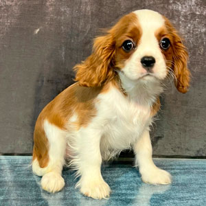 кавалер кинг чарльз спаниель