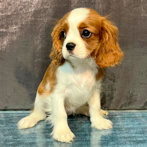 кавалер кинг чарльз спаниель