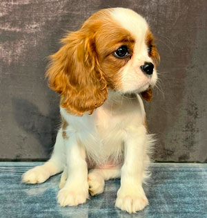 кавалер кинг чарльз спаниель бленхейм