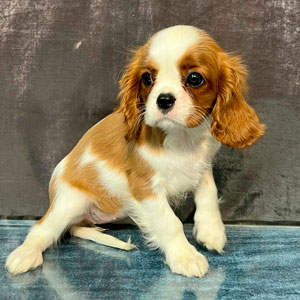 кавалер кинг чарльз спаниель