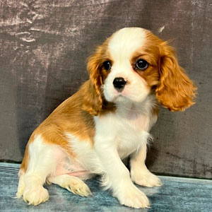 кавалер кинг чарльз спаниель бленхейм