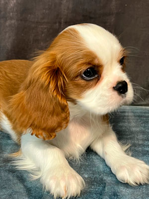 кавалер кинг чарльз спаниель