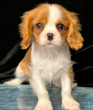 кавалер кинг чарльз спаниель бленхейм