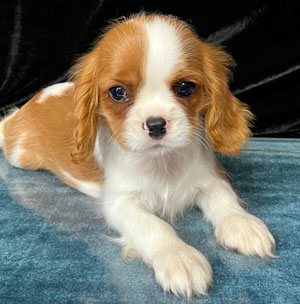 кавалер кинг чарльз спаниель