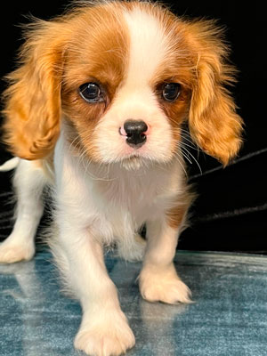 кавалер кинг чарльз спаниель