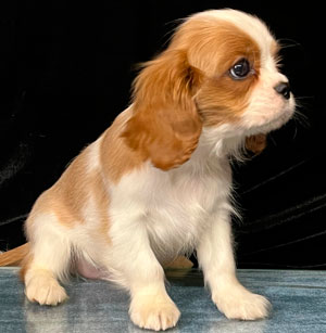 кавалер кинг чарльз спаниель бленхейм