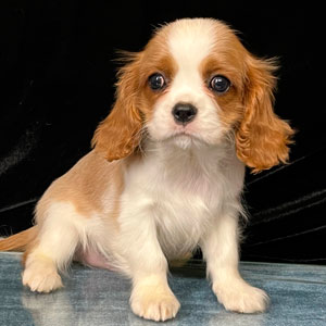кавалер кинг чарльз спаниель