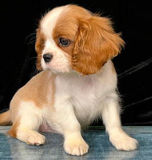 кавалер кинг чарльз спаниель