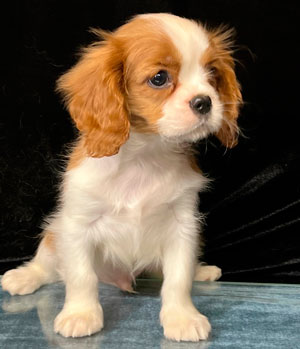 кавалер кинг чарльз спаниель бленхейм