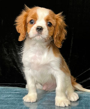 кавалер кинг чарльз спаниель