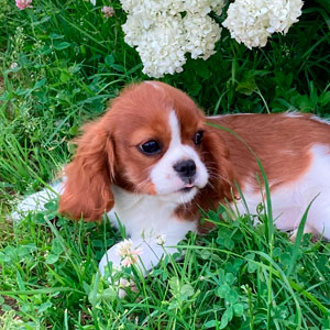 кавалер кинг чарльз спаниель бленхейм