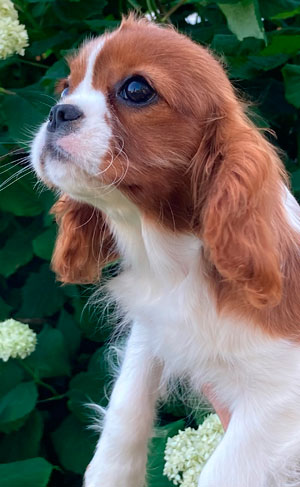 кавалер кинг чарльз спаниель