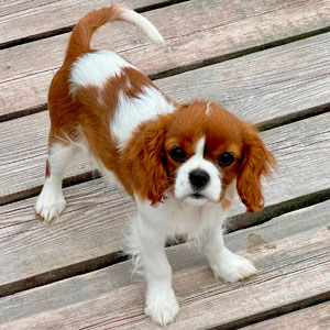 кавалер кинг чарльз спаниель
