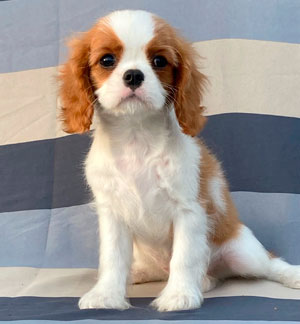 кавалер кинг чарльз спаниель бленхейм