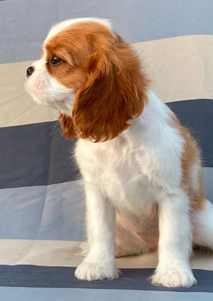 кавалер кинг чарльз спаниель